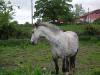 Horse at Killowen_thumb.jpg 2.7K